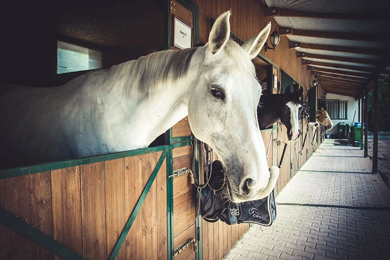 HARAS-ECURIE-ET-ELEVAGE-DE-CHEVAUX