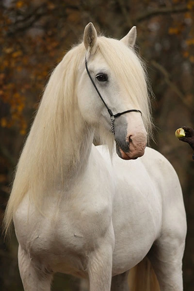 RACE-DE-CHEVAUX-EN-EUROPE1