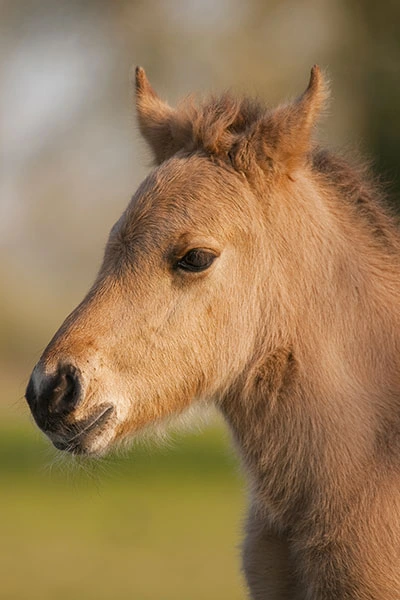 RACE-DE-CHEVAUX-EN-EUROPE2