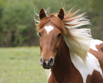 RACE-DE-CHEVAUX-EN-EUROPE3