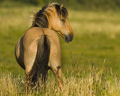 RACE-DE-CHEVAUX-EN-EUROPE4