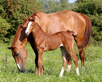 RACE-DE-CHEVAUX-EN-EUROPE5