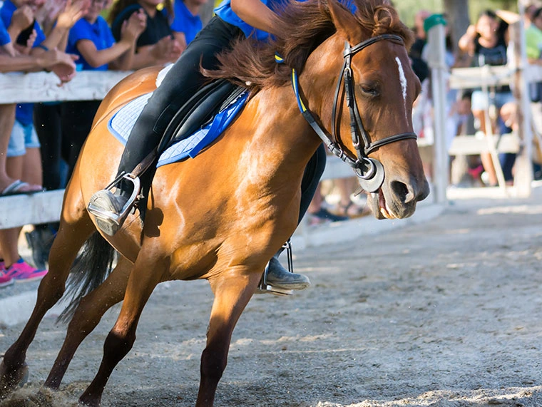 Sport-equestre